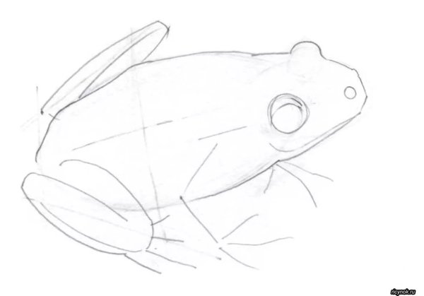 Лягушка карандашом для детей