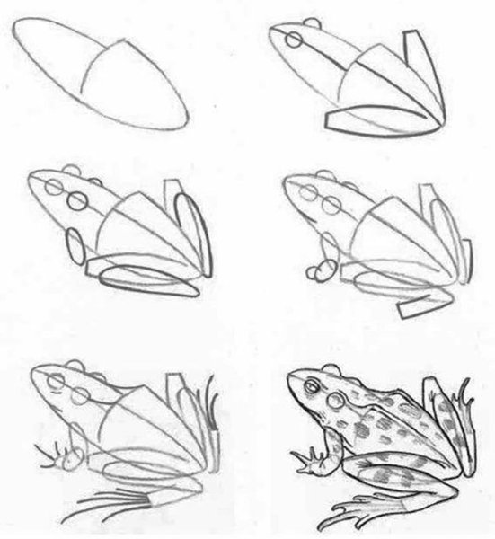 Поэтапное рисование лягушки