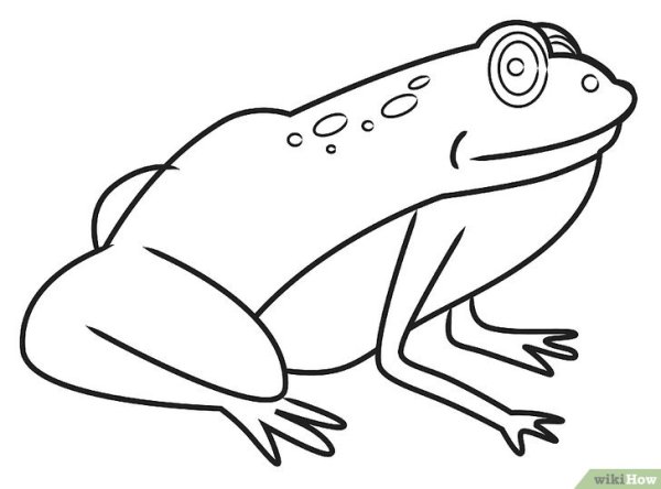 Лягушка рисунок карандашом