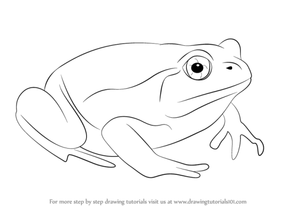 Лягушка рисунок для детей карандашом поэтапно