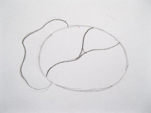 Рисование поэтапно капуста