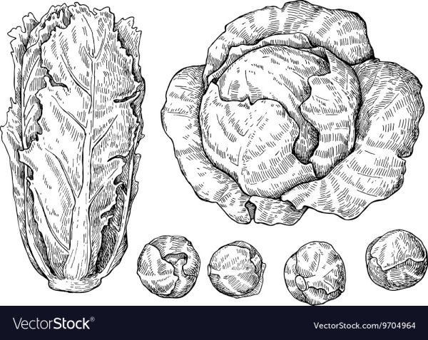 Капуста в разрезе рисунок