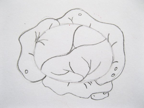 Нарисовать капусту легко