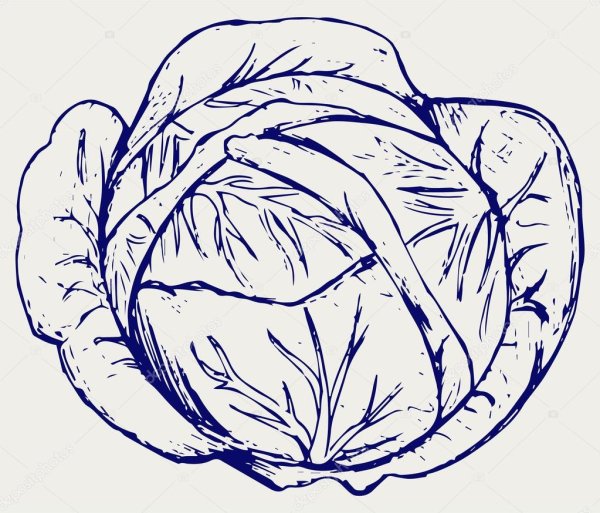 Силуэт кочан капусты