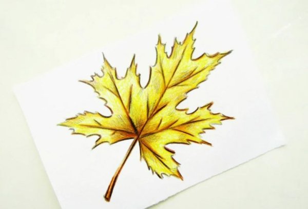 Рисование листа клена поэтапно