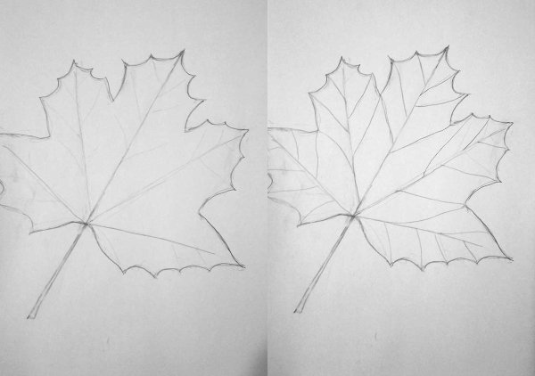 Как нарисовать лист клена поэтапно