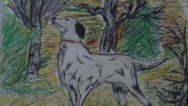 Кладовая солнца собака