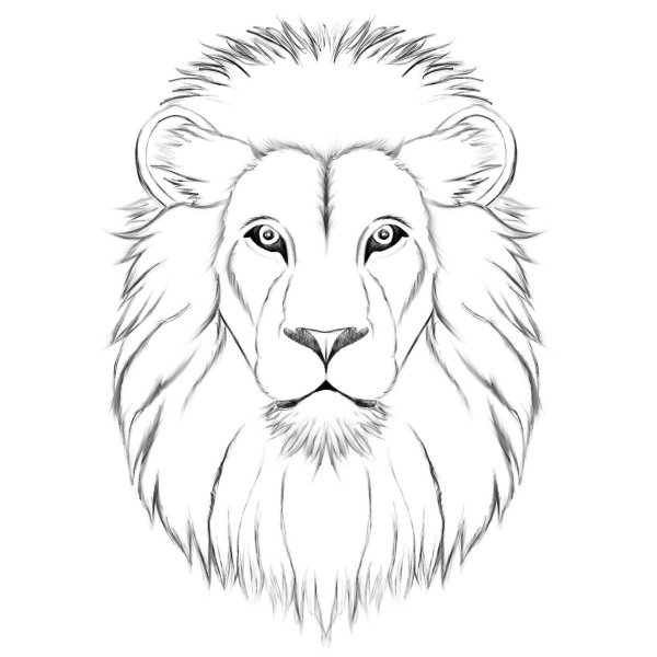 Голова Льва рисунок карандашом
