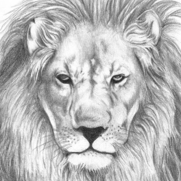 Голова Льва карандашом