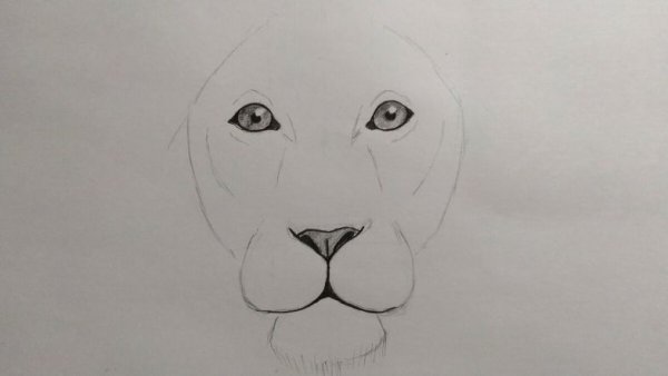 Лев набросок