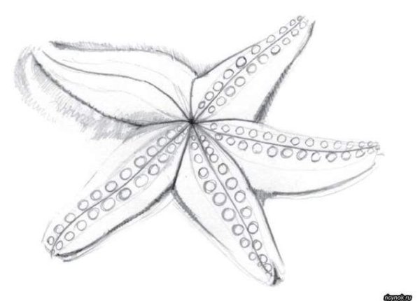 Морская звезда карандашом