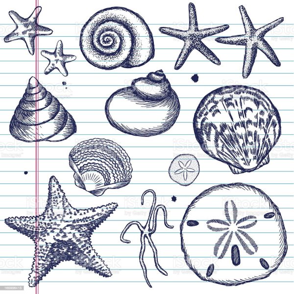 Морская звезда эскиз