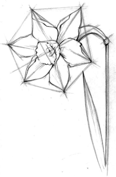 Наброски цветов карандашом