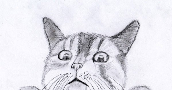 Красивый рисунок кошки карандашом