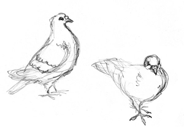Голубь набросок
