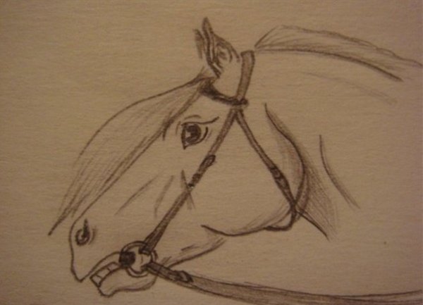 Лошадь карандашом легко
