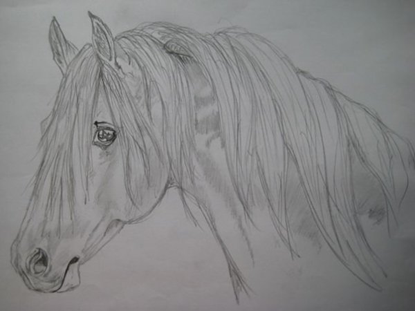 Рисунки карандашом для срисовки