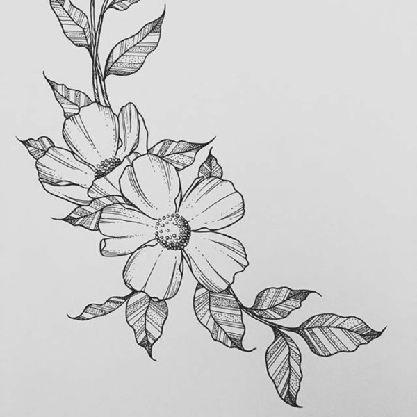 Цветы карандашом