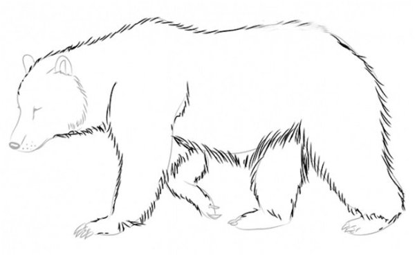 Медведь рисунок карандашом