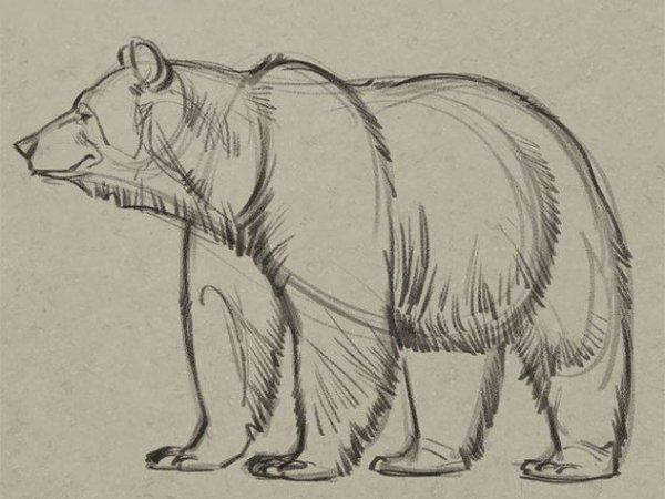 Медведь карандашом реалистично