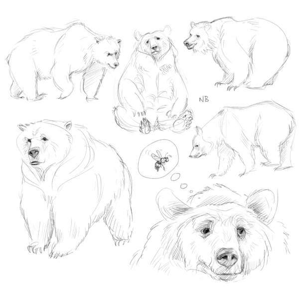 Поэтапный рисунок медведя