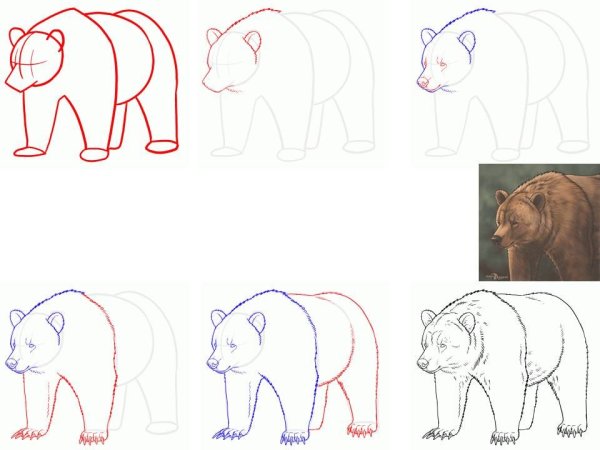 Медведь карандашом