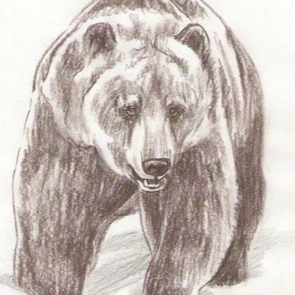 Рисунок медведя карандашом для срисовки