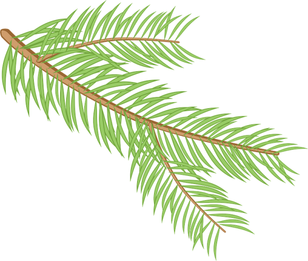 Рисование еловой ветки