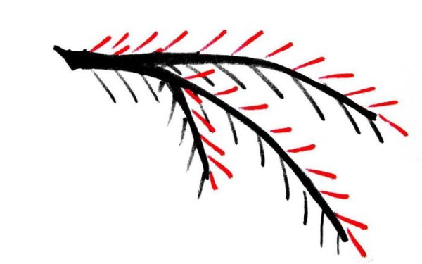 Шишка раскраска для детей