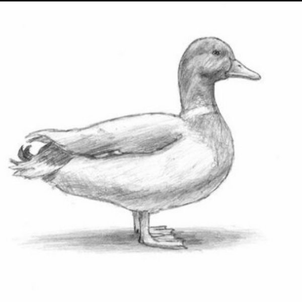 Поэтапное рисование уточки