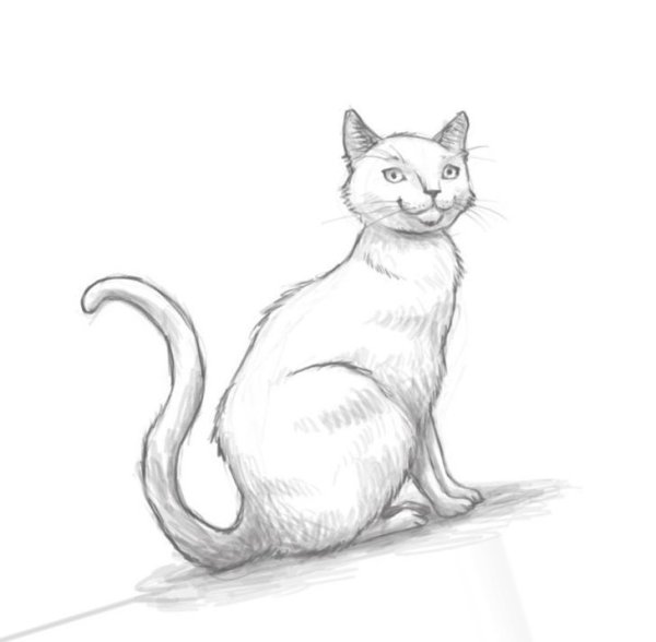 Кошка рисунок карандашом