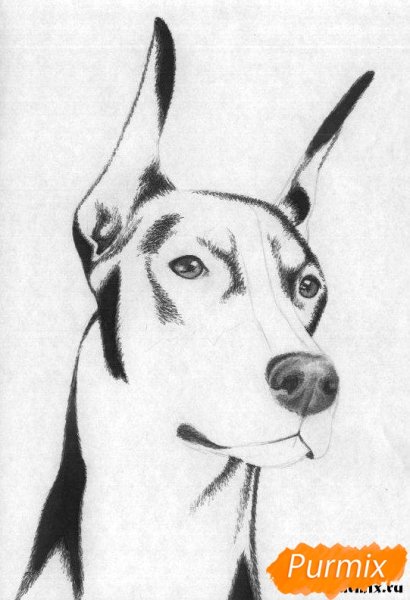 Рисунки карандашом собаки Доберман