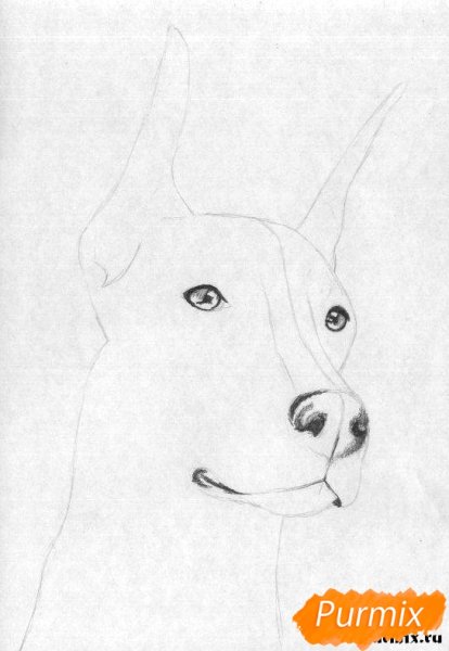Рисунки карандашом лёгкие собаки
