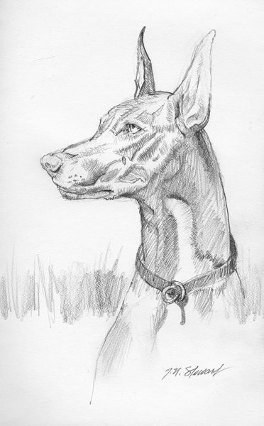 Доберман рисунок карандашом