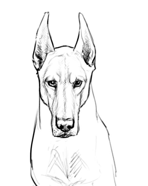 Рисунок собаки карандашом для срисовки