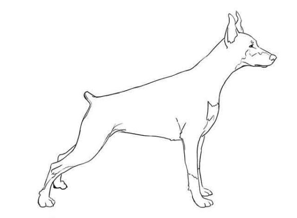 Доберман рисунок сбоку