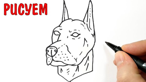 Рисунок добермана карандашом поэтапно для начинающих