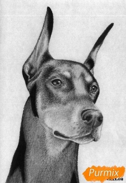 Доберман рисунок карандашом