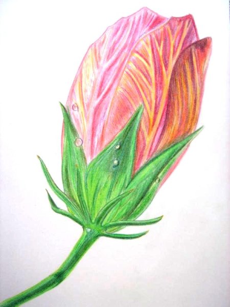 Цветы цветными карандашами