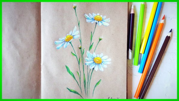 Ромашки цветными карандашами