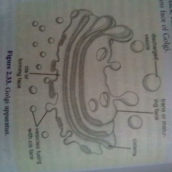 Комплекс Гольджи ЕГЭ