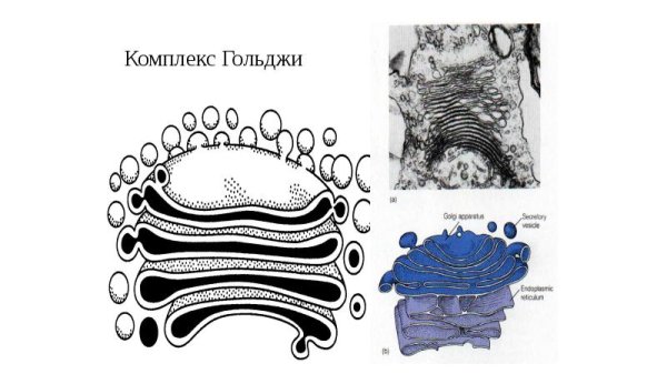 Рисунок комплекс Гольджи клетки