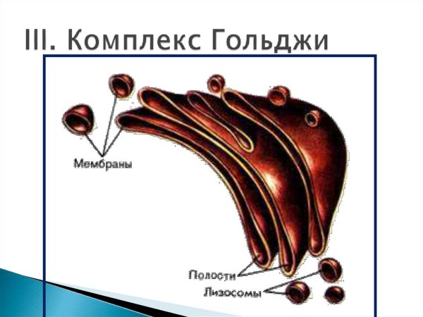 Органоиды клетки аппарат Гольджи