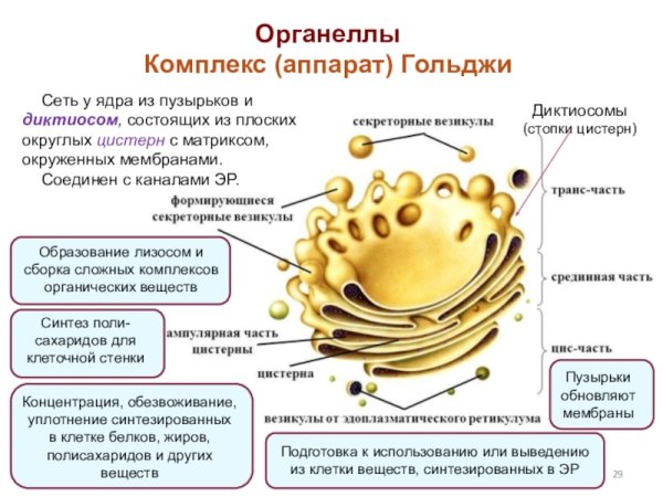 Комплекс Гольджи рисунок схематично