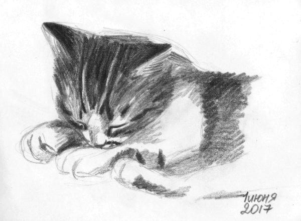 Котенок простым карандашом