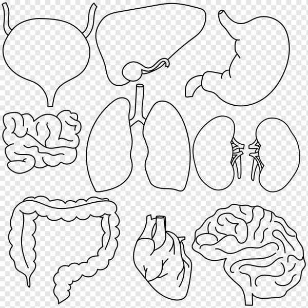 Контур человека с внутренними органами