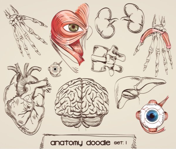 Органы карандашом