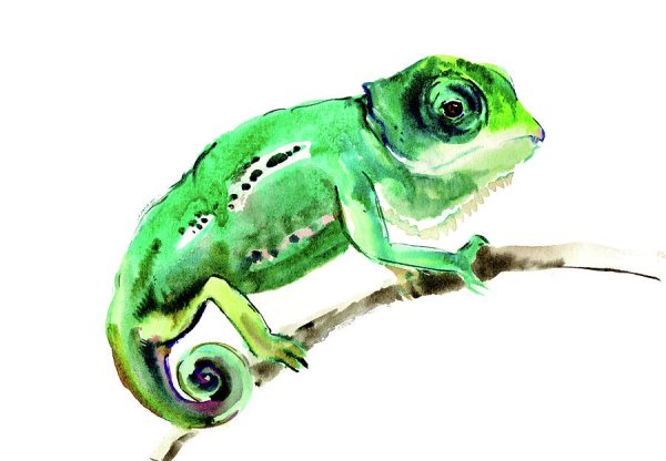 Хамелеон рисунок