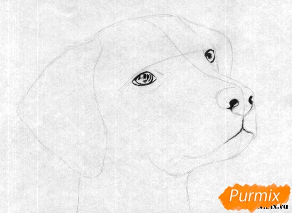 Морда собаки рисунок карандашом поэтапно