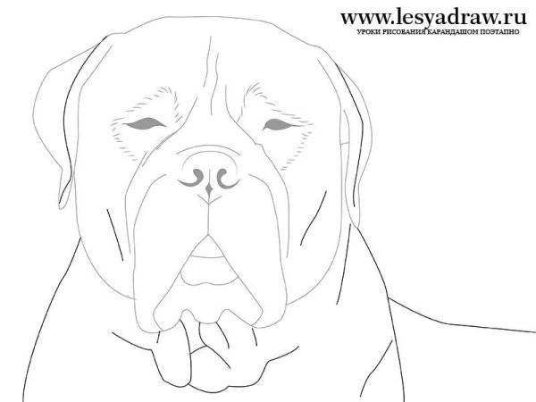 Рисование собаки карандашом